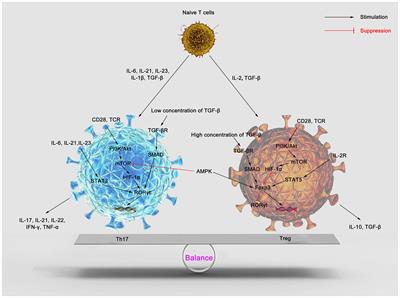 Th17/Treg balance: the bloom and wane in the pathophysiology of sepsis